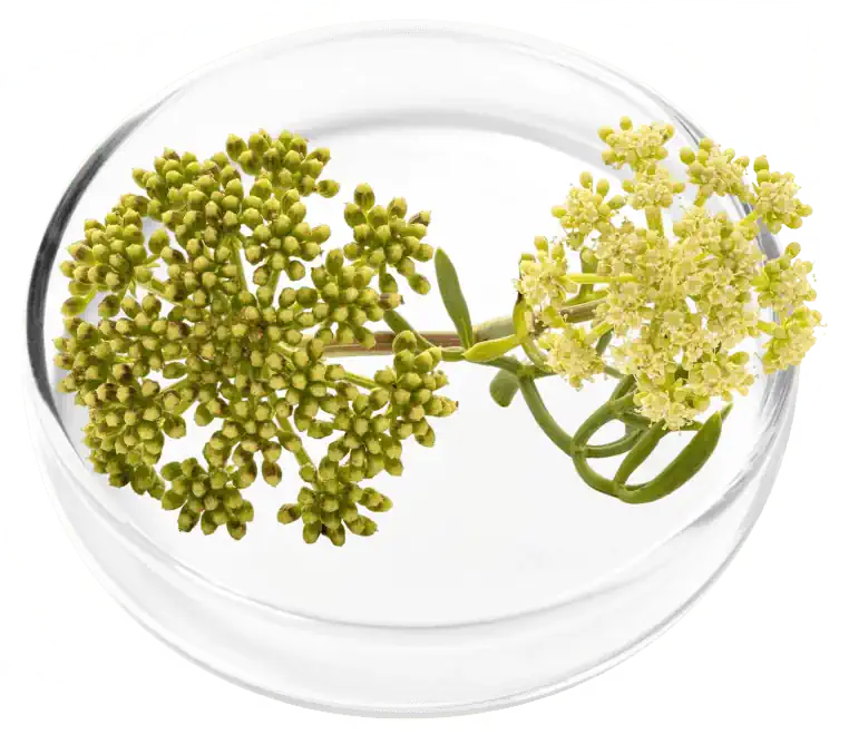 DigestiStart ingredients3